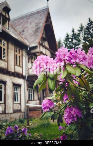 Sokolowsko, Polen, 13.06.2021: Rosa Rhododendronblüten in scharfer Schärfe mit grünen Blättern, vor einem verschwommenen rustikalen Fachwerkhaus und darüber Stockfoto