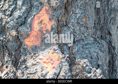 Abstrakte Baumrinde Textur Nahaufnahme Hintergrund Stockfoto