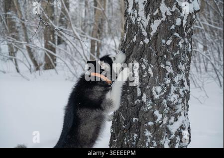 Sibirischer Huskyhund steht auf Hinterbeinen gegen Baumstamm im verschneiten Winterwald, vertikaler Schuss Stockfoto