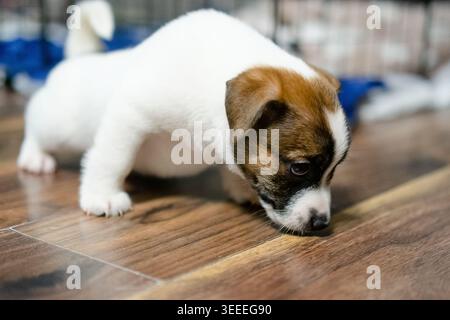 Ein Hündchen, der ruhig auf dem Boden schläft, zeigt die Ruhe und Gelassenheit eines friedlichen Nickerchens und fängt das Wesen einer gemütlichen und sicheren Umgebung ein Stockfoto