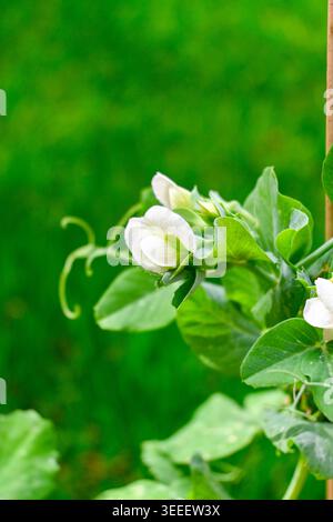 Blüte der grünen Süsserbsen mit grüner Graag auf dem Hintergrund, Natur im Frühlingsgarten Stockfoto