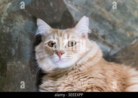 Süße Ingwerkatze, die sich zu Hause friedlich entspannen kann. Stockfoto