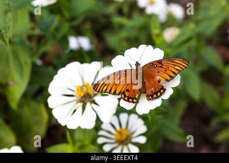 Gulf Fritillary Schmetterling auf einer lebendigen weißen Zinnia Blume. Stockfoto
