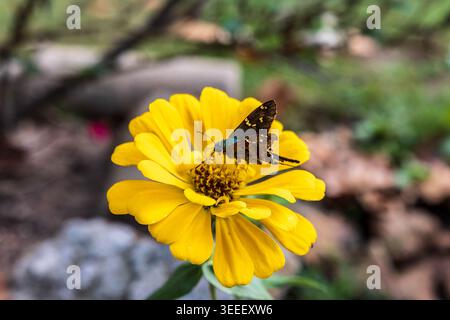 Langschwänziger Skipper-Schmetterling, der Nektar auf einer gelben Zinnia-Blume sammelt. Stockfoto