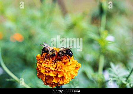Fuzzy Hummel sammelt Pollen von einer goldorangen Ringelblume Stockfoto