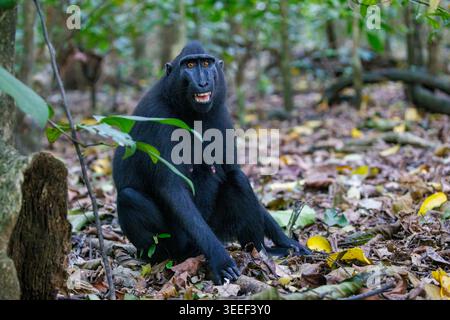 Eine gefährdete weibliche Celebes oder Schwarzhaubenmakaken, Macaca nigra, Tangkoko Nationalpark, Sulawesi, Indonesien. Stockfoto