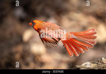 Northern Cardinal (Cardinalis cardinalis) Tauchen für Essen auf einem Baumstamm, LaSalle Park, Burlington, Ontario, Kanada Stockfoto
