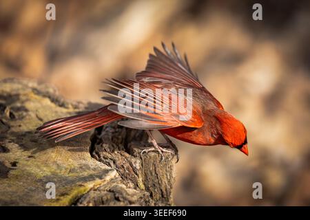 Northern Cardinal (Cardinalis cardinalis) Tauchen für Essen auf einem Baumstamm, LaSalle Park, Burlington, Ontario, Kanada Stockfoto