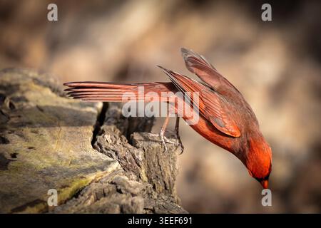 Northern Cardinal (Cardinalis cardinalis) Tauchen für Essen auf einem Baumstamm, LaSalle Park, Burlington, Ontario, Kanada Stockfoto