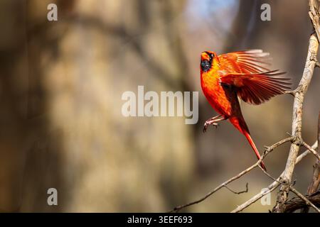 Northern Cardinal (Cardinalis cardinalis) Tauchen für Essen auf einem Baumstamm, LaSalle Park, Burlington, Ontario, Kanada Stockfoto