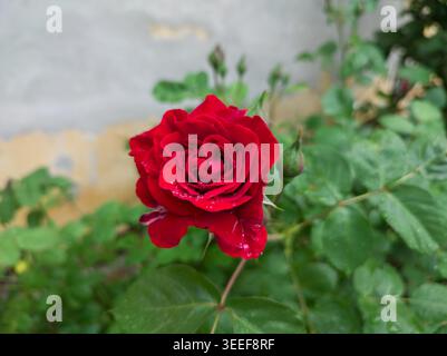 Eine klassische dunkelrote Rose (Rosa) in voller Blüte mit frischen Regentropfen auf ihren Blütenblättern, die neben einer jungen grünen Knospe in einem Garten im Hinterhof wächst. Stockfoto