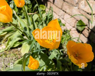 Leuchtende gelbe Tulpen (Tulipa) blühen in einem sonnendurchfluteten Hüttengarten mit einer rustikalen alten Ziegelmauer im Hintergrund. Stockfoto