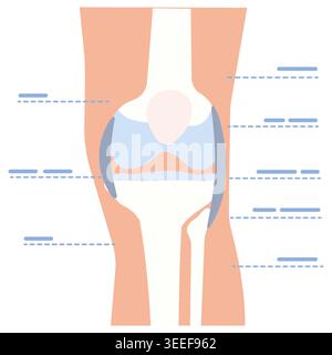 Moderne flache Vektor-Illustration eines menschlichen Kniegelenkanatomiediagramms mit Knochen, Bändern und orthopädischen medizinischen Strukturdetails. Stock Vektor