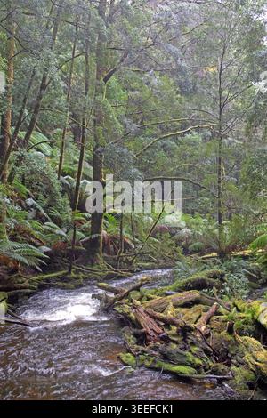 Nelson River, Franklin-Gordon Wild Rivers National Park Stockfoto