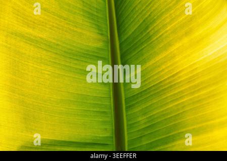 Nahaufnahme von leuchtend grünen und gelben Bananenblättern, tropische Pflanze Hintergrundkonzept Stockfoto