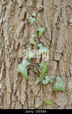 Gemeiner Efeu (Hedera helix) auf dem Stamm einer englischen Eiche (Quercus robur), Nordrhein-Westfalen, Deutschland Stockfoto