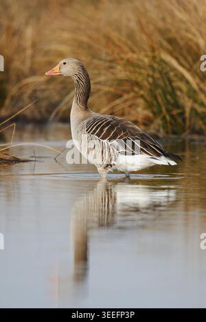 Graugans (Anser anser) am Ufer, Nordrhein-Westfalen, Deutschland Stockfoto