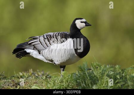 Weißfrontgans oder Nonnengans (Branta leucopsis) am Ufer, Nordrhein-Westfalen, Deutschland Stockfoto