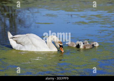 Stummer Schwan (Cygnus olor) mit Küken auf einem See, Nordrhein-Westfalen, Deutschland Stockfoto