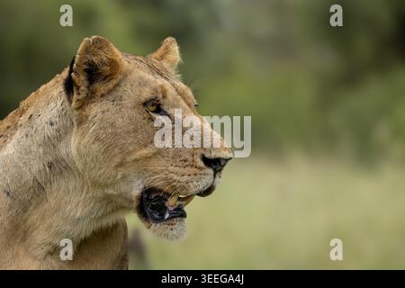 Löwin, Panthera leo, Nahporträt. Stockfoto
