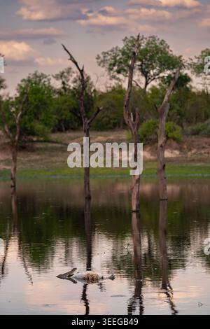 Krokodil, Crocodylus niloticus, Erwachsene. Ein Krokodil ernährt sich von einem Kadaver in einem stillen Gewässer, das tote Bäume und einen bewölkten Sonnenuntergangshimmel reflektiert. Stockfoto