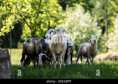 Die weißen Narzissenfelder, die im Frühjahr die Hänge der Karawanken und Julischen Alpen rund um das Dorf Plavöki Rovt mit ihren Blüten bedecken. 02.05.2026. Im Bild: Schafe unter blühenden Obstbäumen // die weißen Narzissenfelder, die die Hänge der Karawanken und Julischen Alpen rund um das Dorf Plavöki Rovt mit ihren Blüten im Frühjahr bedecken. Mai 2026. Im Bild: Schafe unter blühenden Obstbäumen. Stockfoto