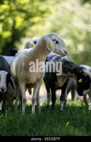 Die weißen Narzissenfelder, die im Frühjahr die Hänge der Karawanken und Julischen Alpen rund um das Dorf Plavöki Rovt mit ihren Blüten bedecken. 02.05.2026. Im Bild: Schafe unter blühenden Obstbäumen // die weißen Narzissenfelder, die die Hänge der Karawanken und Julischen Alpen rund um das Dorf Plavöki Rovt mit ihren Blüten im Frühjahr bedecken. Mai 2026. Im Bild: Schafe unter blühenden Obstbäumen. Stockfoto