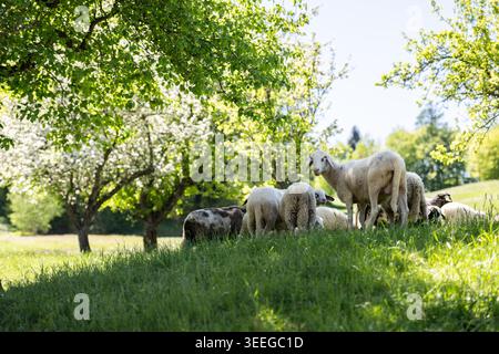 Die weißen Narzissenfelder, die im Frühjahr die Hänge der Karawanken und Julischen Alpen rund um das Dorf Plavöki Rovt mit ihren Blüten bedecken. 02.05.2026. Im Bild: Schafe unter blühenden Obstbäumen // die weißen Narzissenfelder, die die Hänge der Karawanken und Julischen Alpen rund um das Dorf Plavöki Rovt mit ihren Blüten im Frühjahr bedecken. Mai 2026. Im Bild: Schafe unter blühenden Obstbäumen. Stockfoto