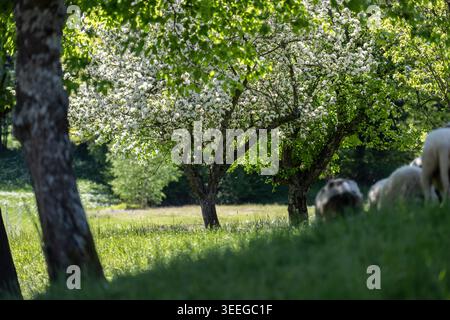 Die weißen Narzissenfelder, die im Frühjahr die Hänge der Karawanken und Julischen Alpen rund um das Dorf Plavöki Rovt mit ihren Blüten bedecken. 02.05.2026. Im Bild: Schafe unter blühenden Obstbäumen // die weißen Narzissenfelder, die die Hänge der Karawanken und Julischen Alpen rund um das Dorf Plavöki Rovt mit ihren Blüten im Frühjahr bedecken. Mai 2026. Im Bild: Schafe unter blühenden Obstbäumen. Stockfoto