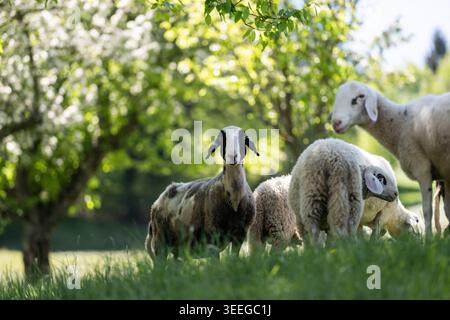Die weißen Narzissenfelder, die im Frühjahr die Hänge der Karawanken und Julischen Alpen rund um das Dorf Plavöki Rovt mit ihren Blüten bedecken. 02.05.2026. Im Bild: Schafe unter blühenden Obstbäumen // die weißen Narzissenfelder, die die Hänge der Karawanken und Julischen Alpen rund um das Dorf Plavöki Rovt mit ihren Blüten im Frühjahr bedecken. Mai 2026. Im Bild: Schafe unter blühenden Obstbäumen. Stockfoto