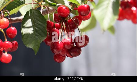Ein Kirschzweig mit ein paar köstlichen roten Kirschen. Stockfoto