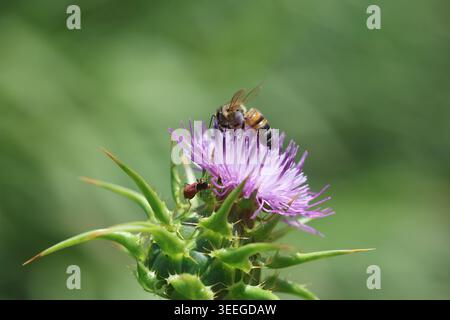 Honigbiene sammelt Nektar auf lila Distelblüte auf naturgrüner Wiese Stockfoto