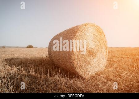 Heuballen in einem Stoppelfeld Stockfoto