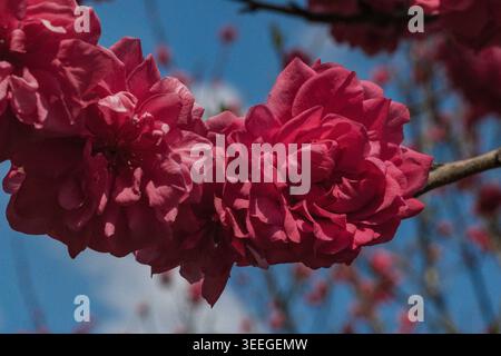 Rosa Pfirsichblüten vor dem blauen Himmel mit Wolken Stockfoto