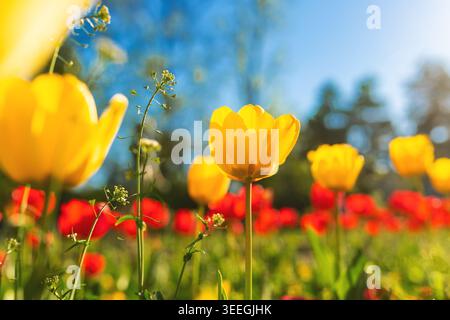 Hellgelbe Tulpen mit roten Blumen im Hintergrund, frische Frühlingsgartenszene mit weichem Bokeh, selektiver Fokus Stockfoto