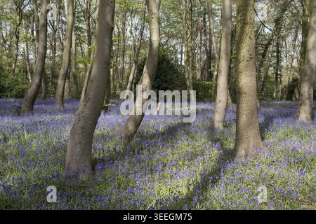 In einem Waldpark im Londoner Waldland bieten gewöhnliche Glockenblumen an einem Frühlingstag in Großbritannien Bodenbedeckung bei strahlendem Sonnenlicht und Schatten Stockfoto