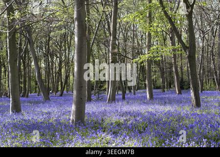 In einem Waldpark im Londoner Waldland bieten gewöhnliche Glockenblumen an einem Frühlingstag in Großbritannien Bodenbedeckung bei strahlendem Sonnenlicht und Schatten Stockfoto