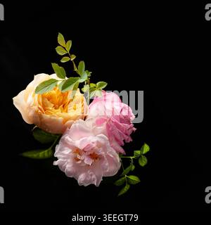 Schöne bunten Rosen Blumen auf schwarzem Hintergrund. Festliches Blumenkonzept. Stockfoto