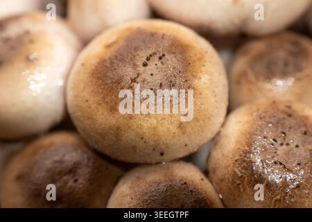 Nahaufnahme von wilden braunen Pilzen mit detaillierter Oberflächenstruktur und natürlichen Mustern in einer engen Gruppe Stockfoto