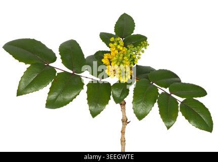 Mahoniazweig mit gelben Blüten isoliert auf weiß Stockfoto