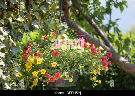 Helle und bunte calibrachoa-Blüten blühen an einem sonnigen Tag in einem hängenden Blumentopf, der an einem Baumzweig befestigt ist. Leuchtendes Rot, Lila und Gelb Blo Stockfoto