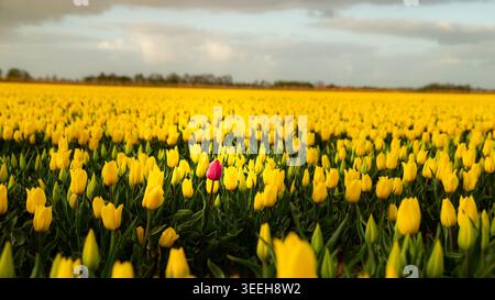 Eine einzelne pinkfarbene Tulpe steht in einem großen Feld gelber Tulpen. Stockfoto