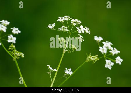 Kleine weiße Blüten einer umbelliferösen Pflanze (Anthriscus sylvestris) schließen die Petersilienblüten vor einem leuchtend grünen, verschwommenen Hintergrund. Hochwertige Fotos Stockfoto