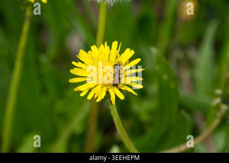 YeClose-up eines hellen Löwenzahn (Taraxacum officinale) mit einem kleinen Insekten sammelt Nektar.Llow Löwenzahn Blume mit einem Insekt in der Mitte gegen grünes Gras. Hochwertige Fotos Stockfoto