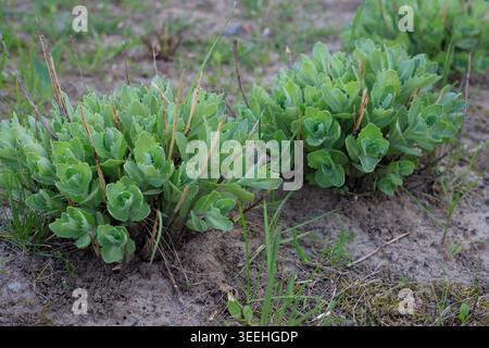Sedum-Büsche mit saftigen, fleischigen Blättern, die in einem Blumenbeet wachsen. Frühlingsgartenlandschaft und Stauden mit Zierpflanzen. Botanischer Hintergrund. Stockfoto