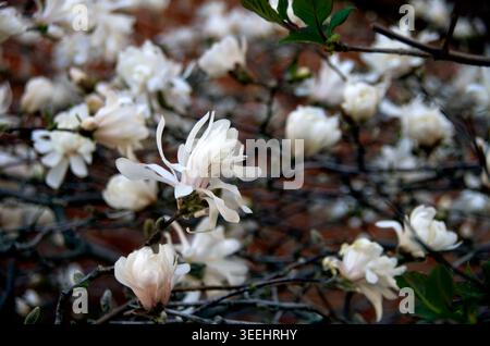 Magnolia Tree in Ottawa Stockfoto