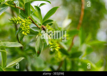 Nahaufnahme einer Honigbiene, die Pollen an grünen Pflanzenzweigen in der Natur sammelt. Wildtiere und Bestäubungskonzept im Frühling Stockfoto