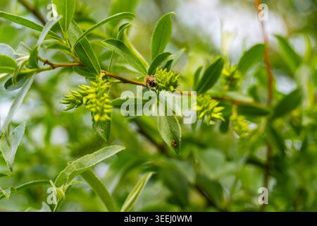 Nahaufnahme einer Honigbiene, die Pollen an grünen Pflanzenzweigen in der Natur sammelt. Wildtiere und Bestäubungskonzept im Frühling Stockfoto
