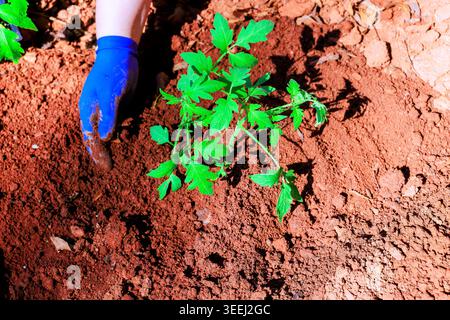 Gartenarbeiterin Hand in blauem Handschuh gräbt Boden aus, um junge Tomatensämlinge im Garten zu Pflanzen Stockfoto