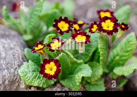 Elegante Primula (Primrose) mit tiefen burgunderroten Blüten und leuchtend gelben Mittelpunkten. Frische Frühlingsgartenszene mit lebendigem Grün und blühendem Grün Stockfoto